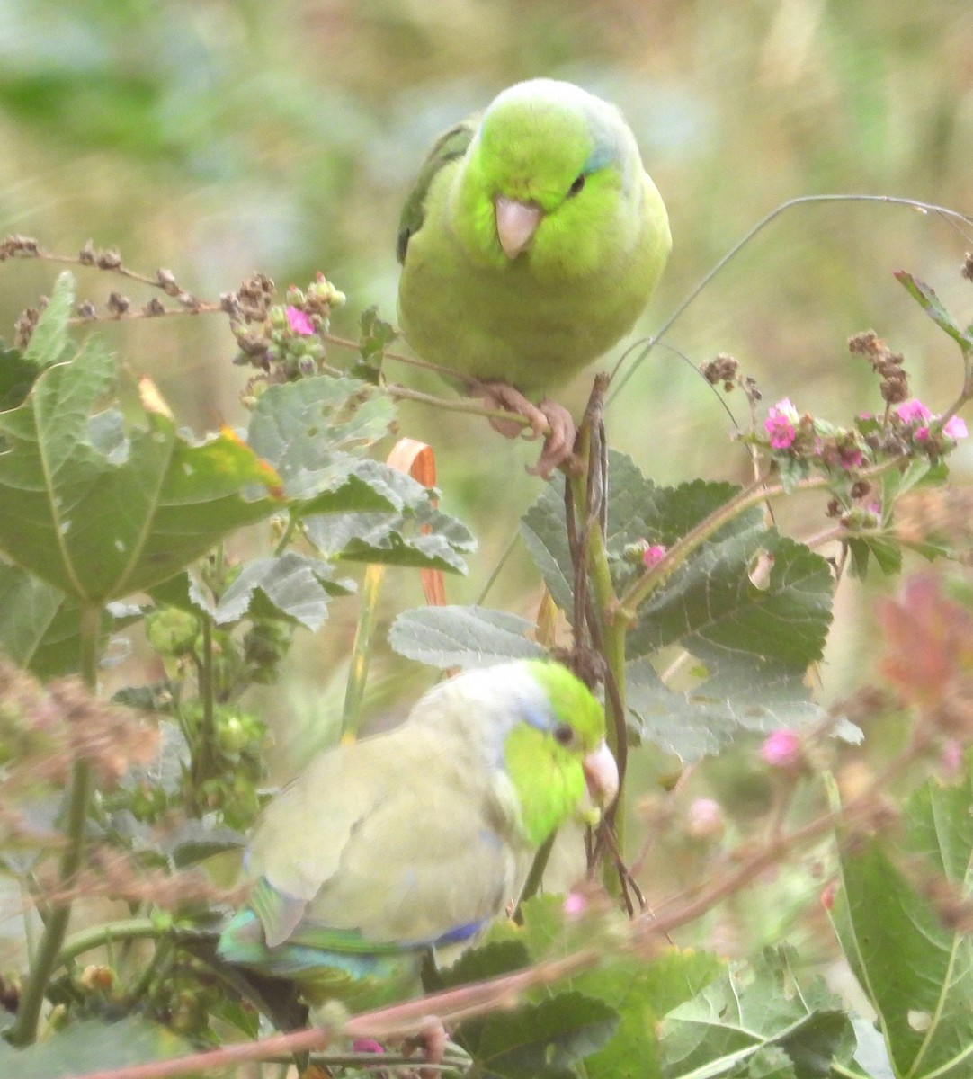 Pacific Parrotlet - ML641772072