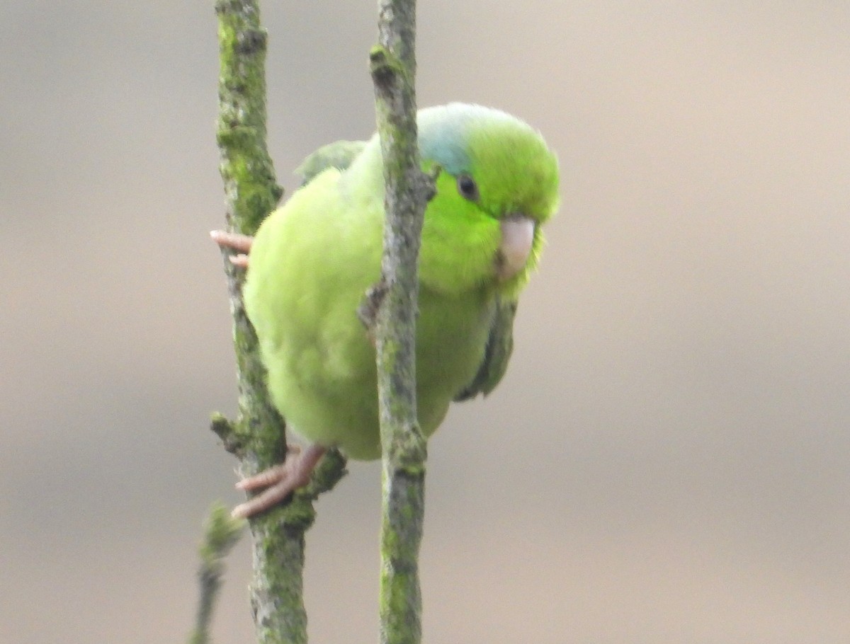 Pacific Parrotlet - ML641772073