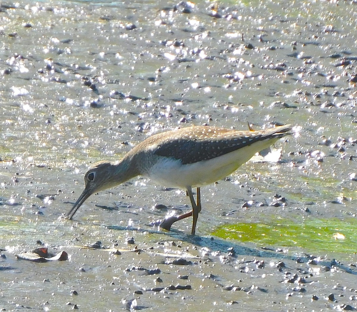 Solitary Sandpiper - ML641772080