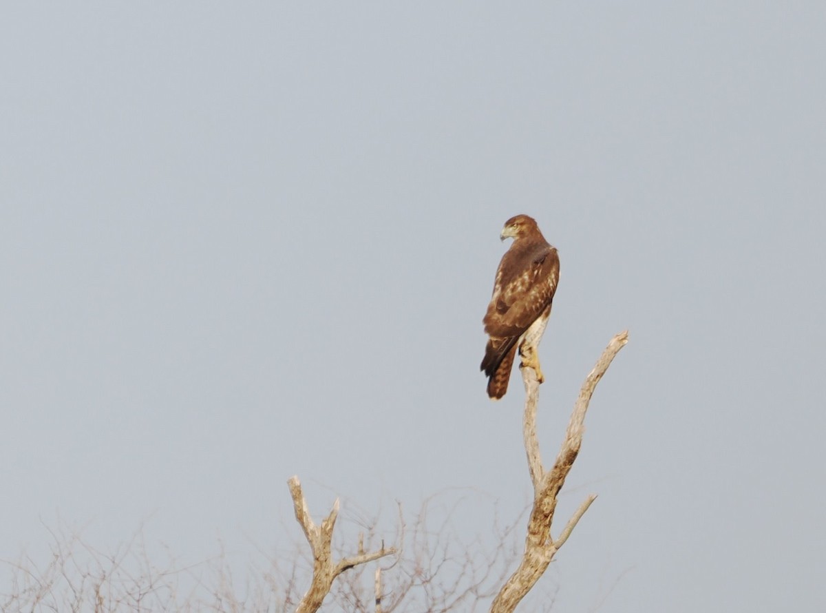 Red-tailed Hawk - ML641772081