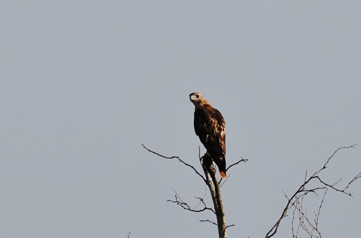 Red-tailed Hawk - ML641772082