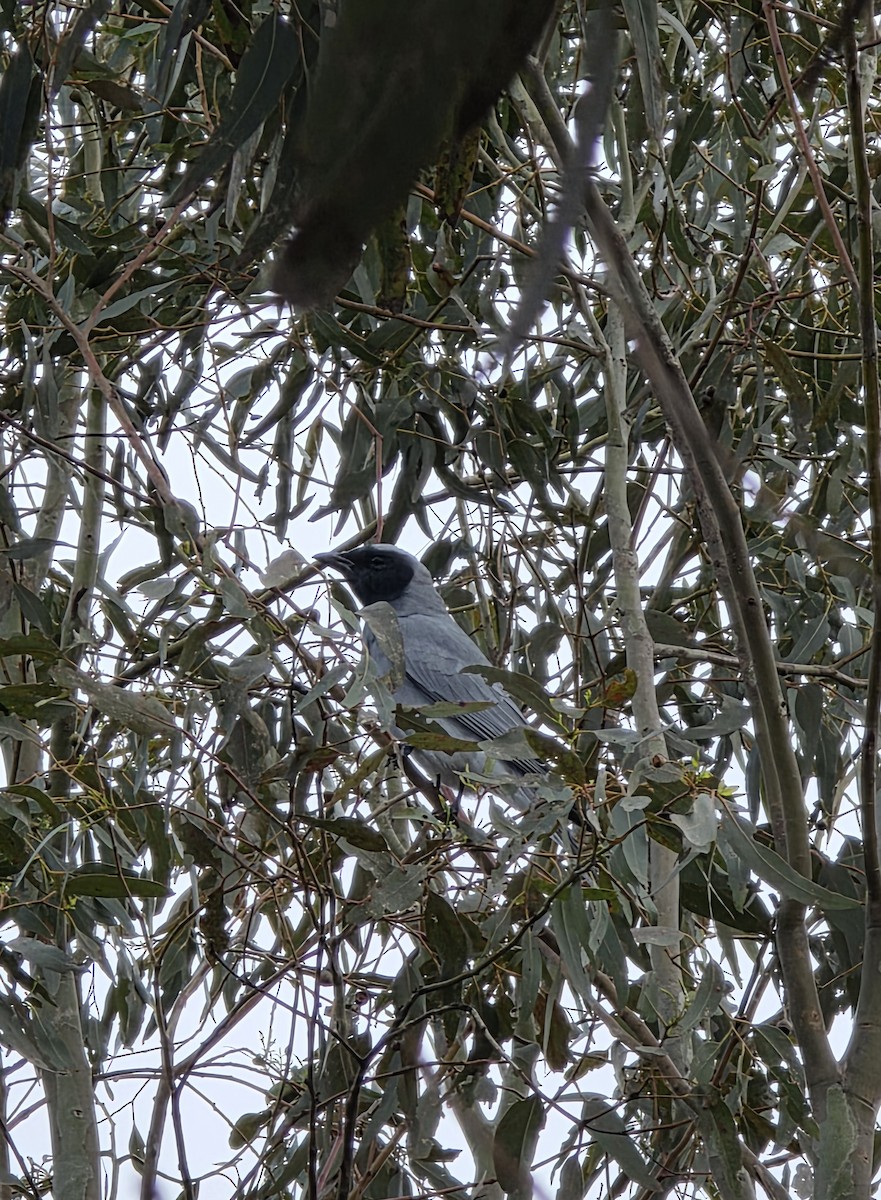 Black-faced Cuckooshrike - ML641772084