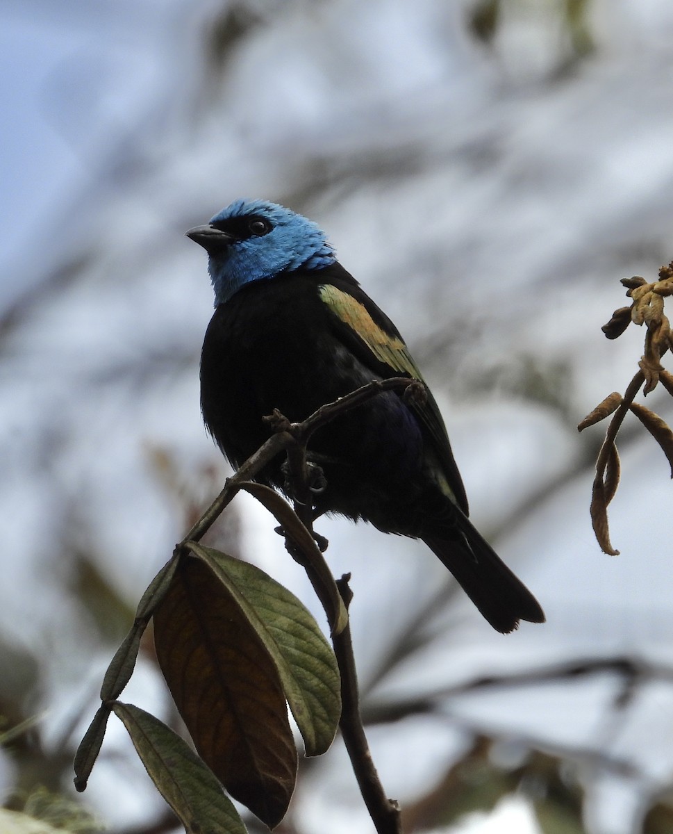 Blue-necked Tanager - ML641772095