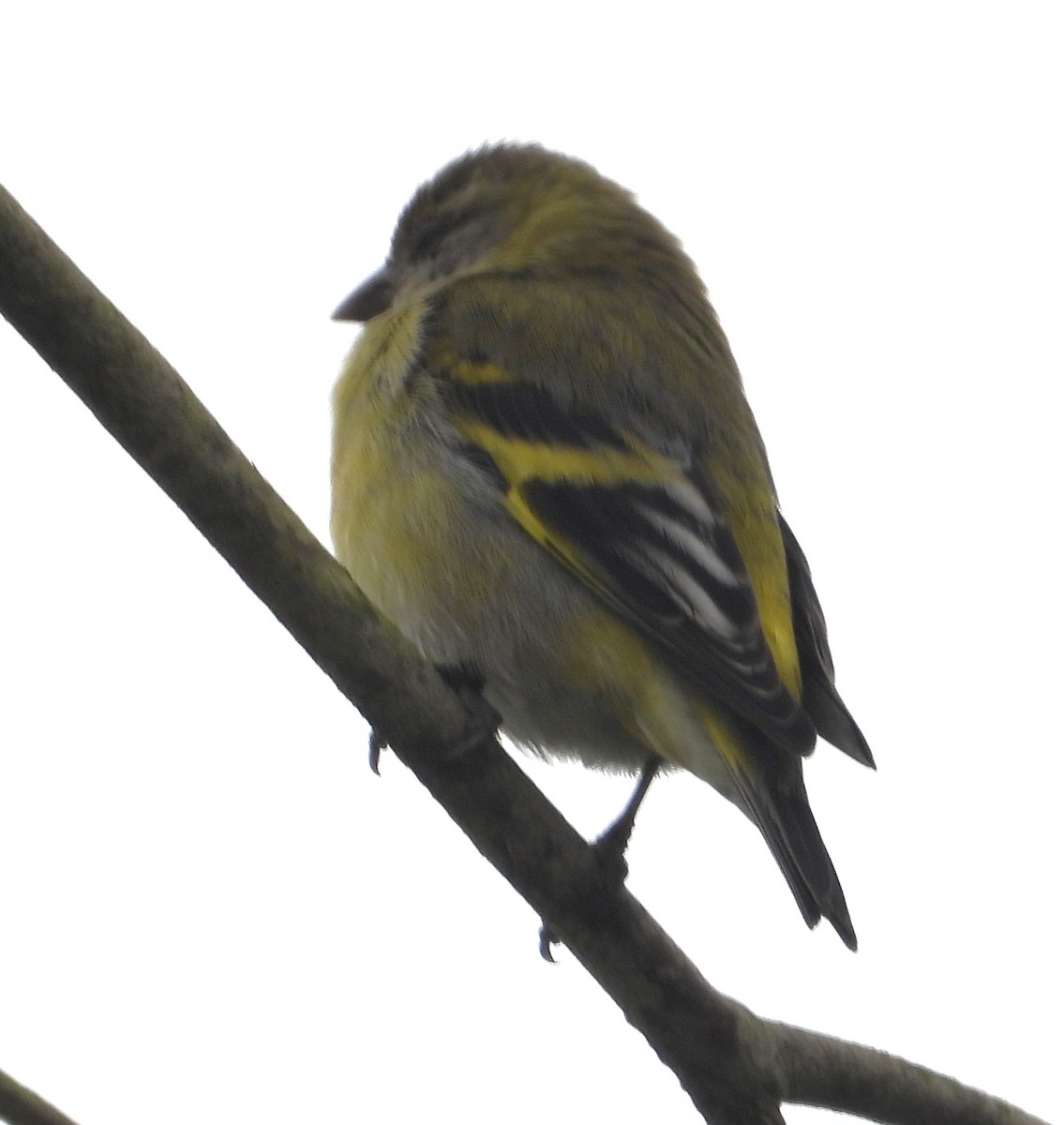 Hooded Siskin - ML641772096