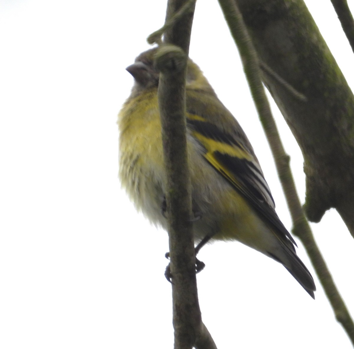 Hooded Siskin - ML641772097