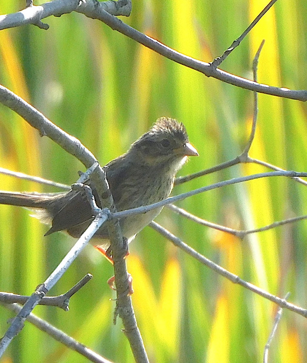 Song Sparrow - ML641772098