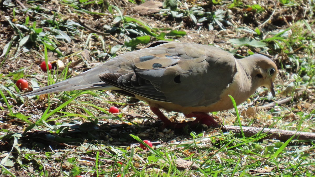 Mourning Dove - ML641772099