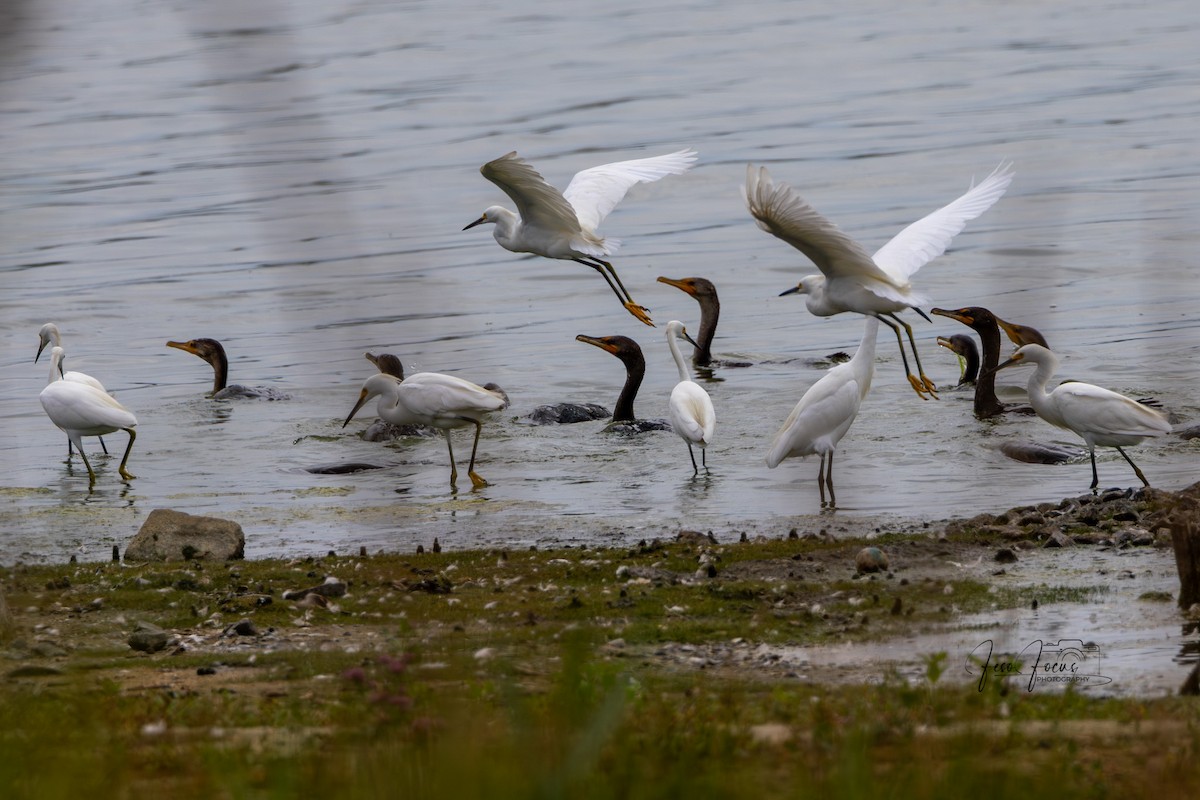 Snowy Egret - ML641772102
