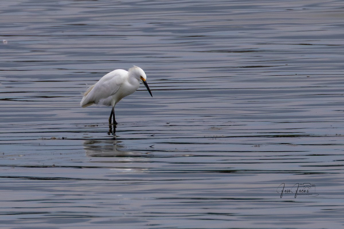 Snowy Egret - ML641772103