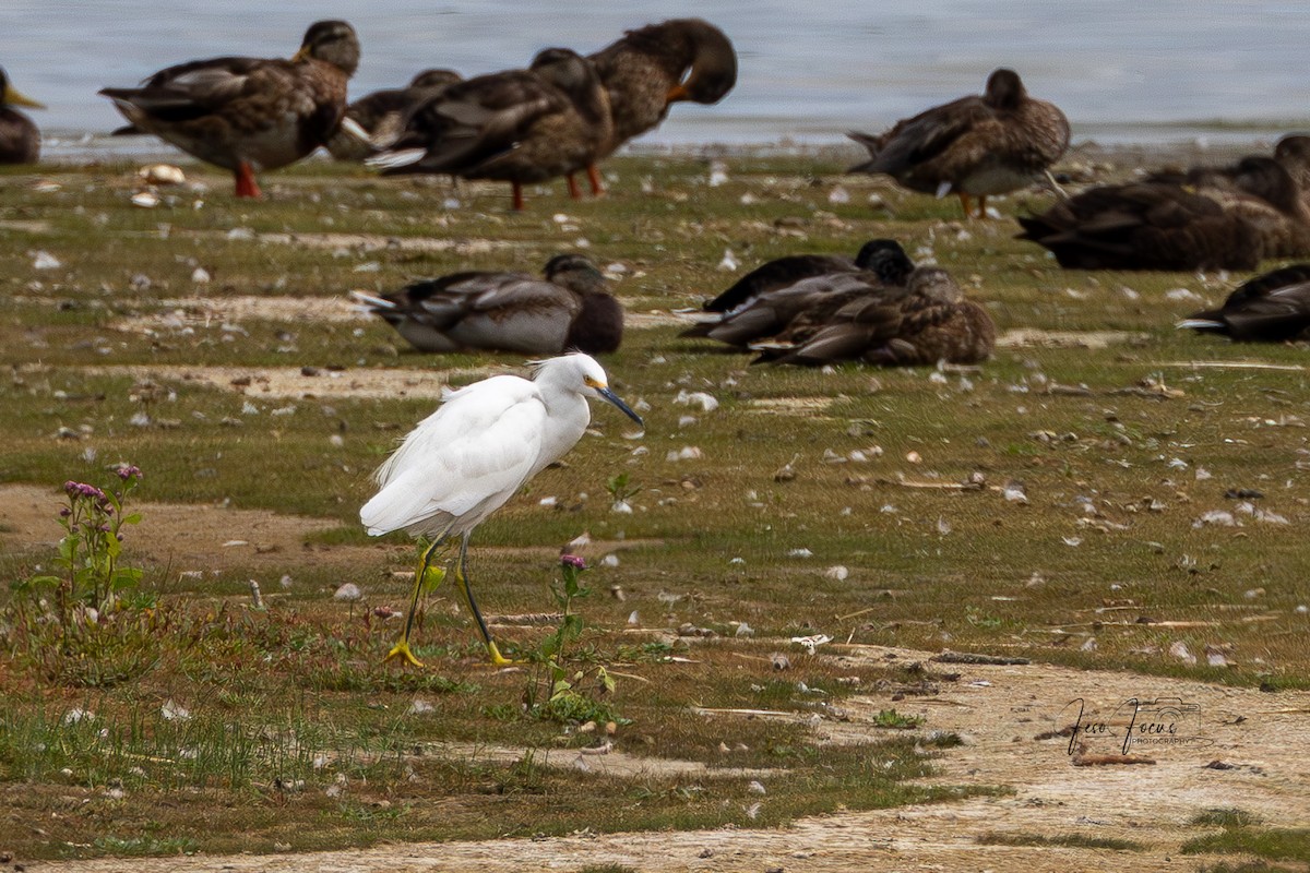 Snowy Egret - ML641772104