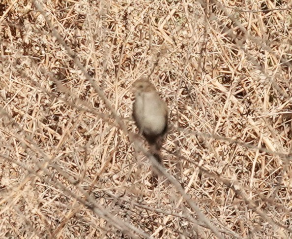 Brewer's Sparrow - ML641772106
