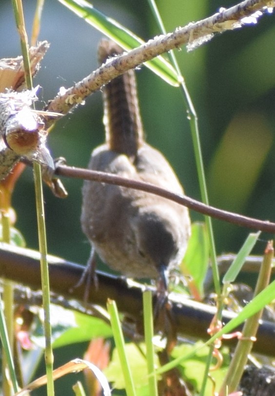 Northern House Wren - ML641772138