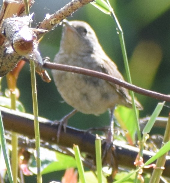 Northern House Wren - ML641772139