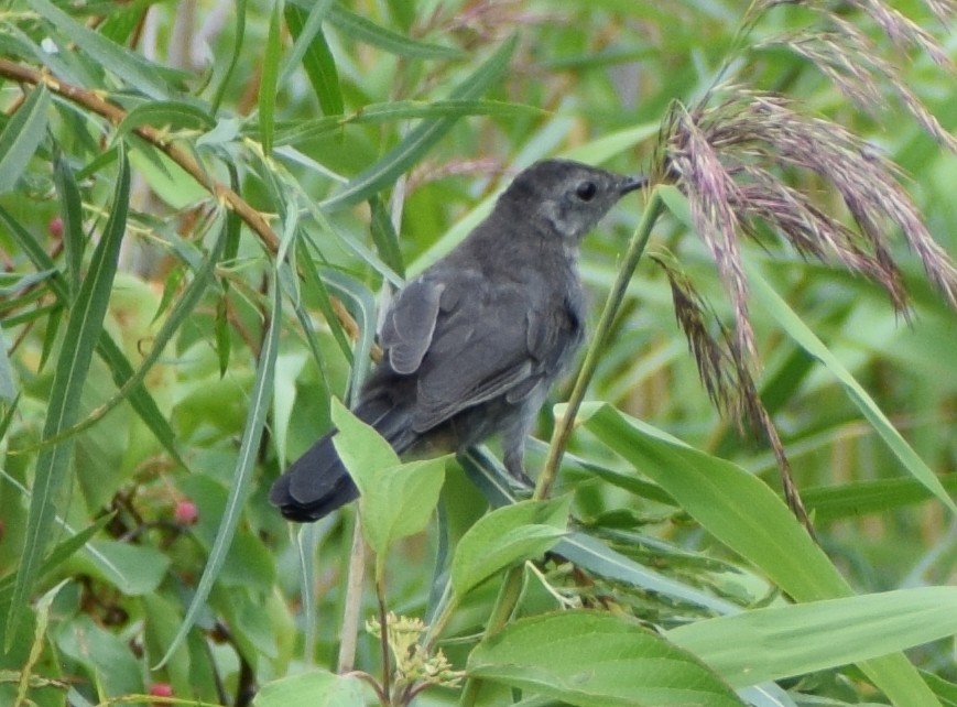 Gray Catbird - ML641772172
