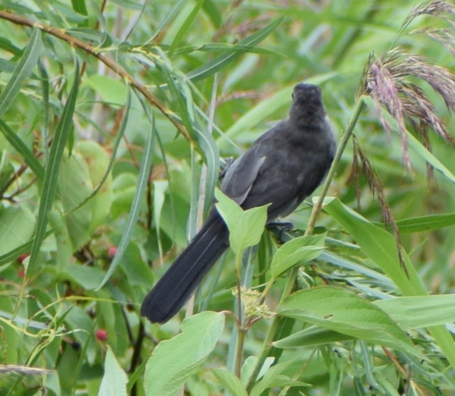 Gray Catbird - ML641772173