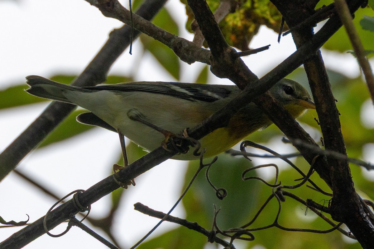 Northern Parula - ML641772194