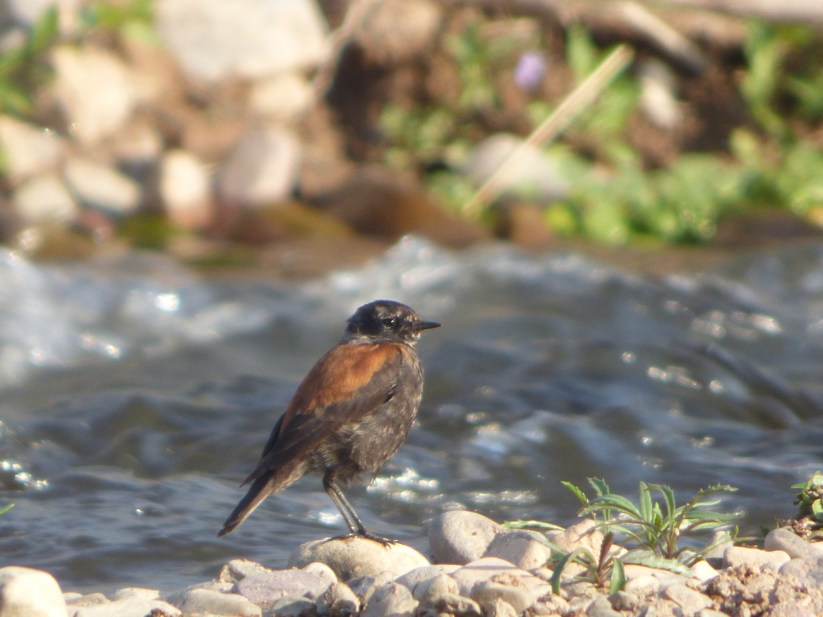 Austral Negrito - ML641772229