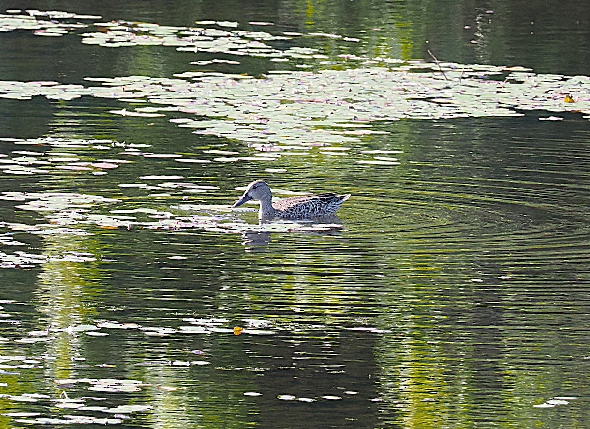 Blue-winged Teal - ML641772286