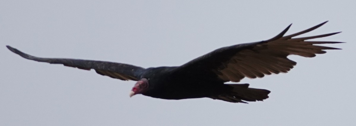 Turkey Vulture - ML641772306