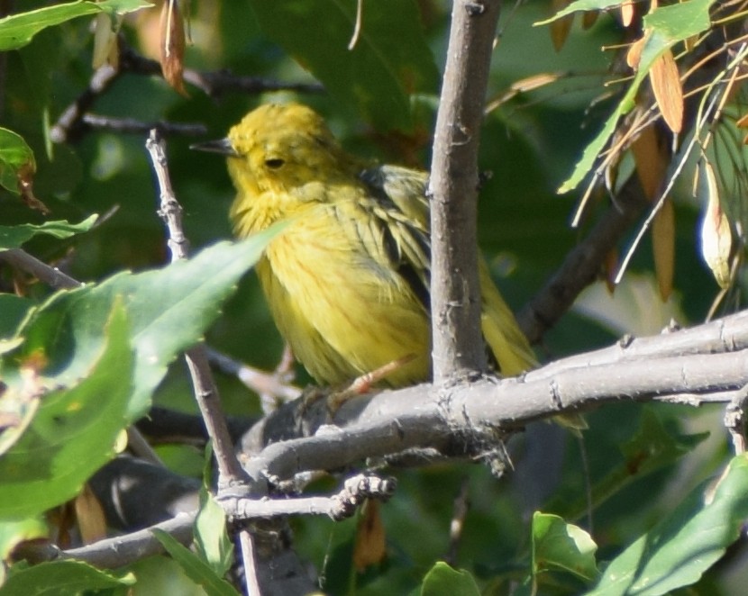 Yellow Warbler - ML641772324