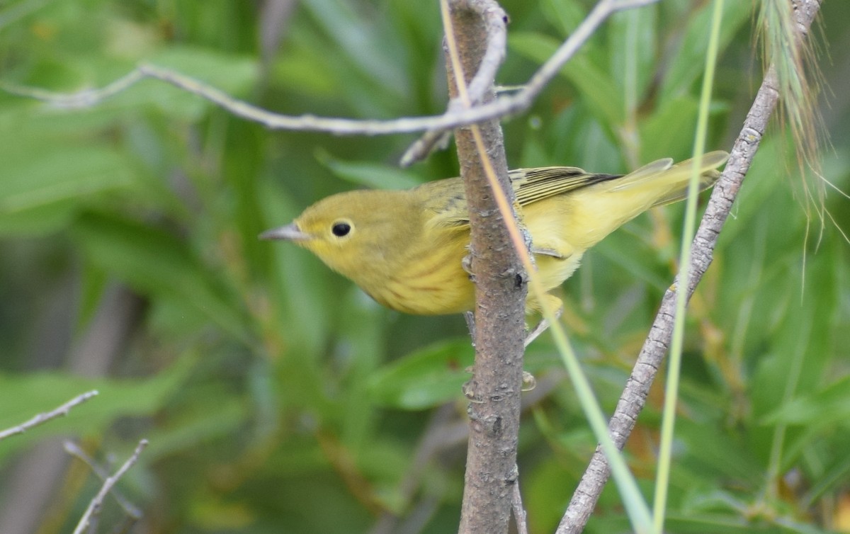 Yellow Warbler - ML641772325