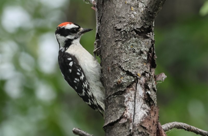 Downy Woodpecker - ML641772331