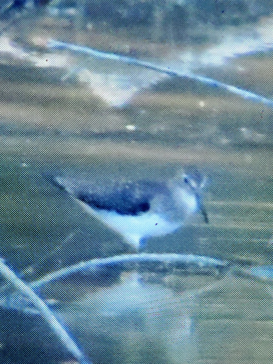 Solitary Sandpiper - ML641772369