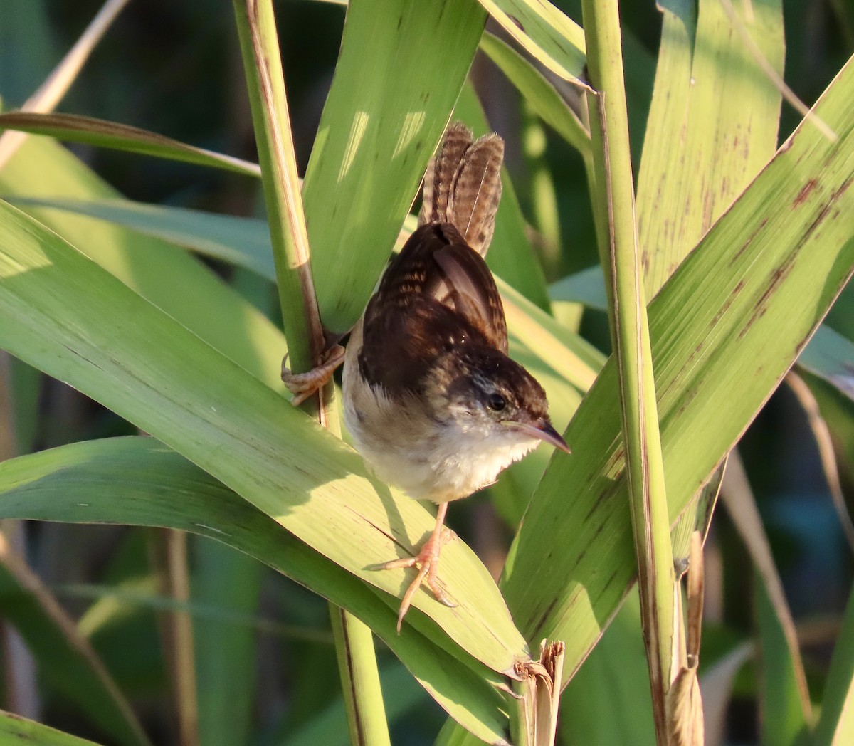 Marsh Wren - ML641772375