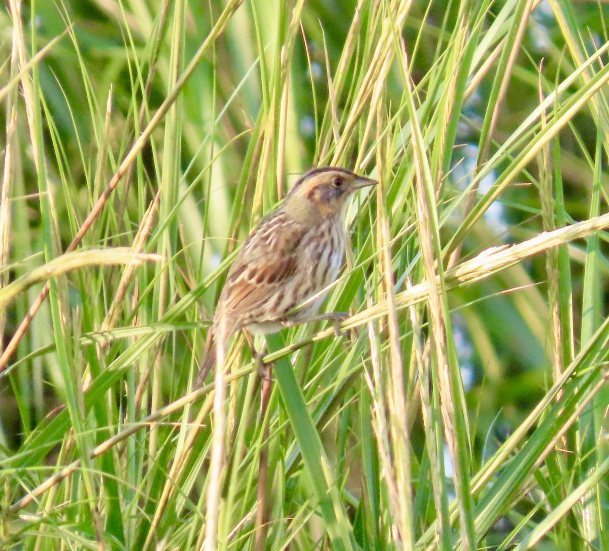 Saltmarsh Sparrow - ML641772377