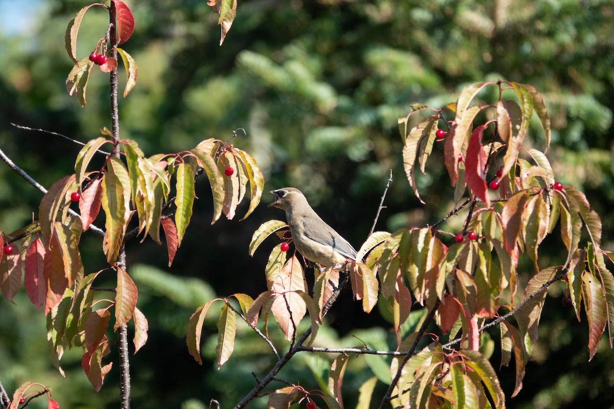 Cedar Waxwing - ML641772402