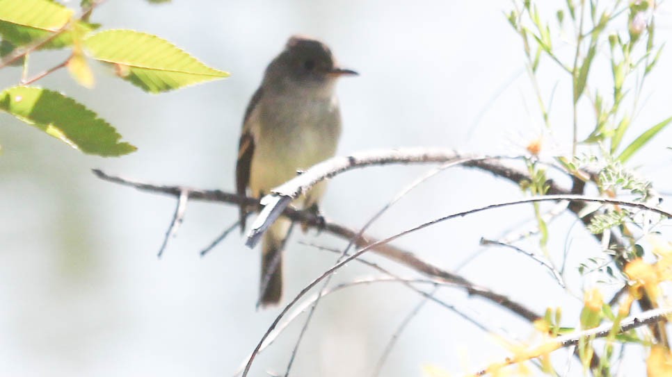 Willow Flycatcher - ML641772424
