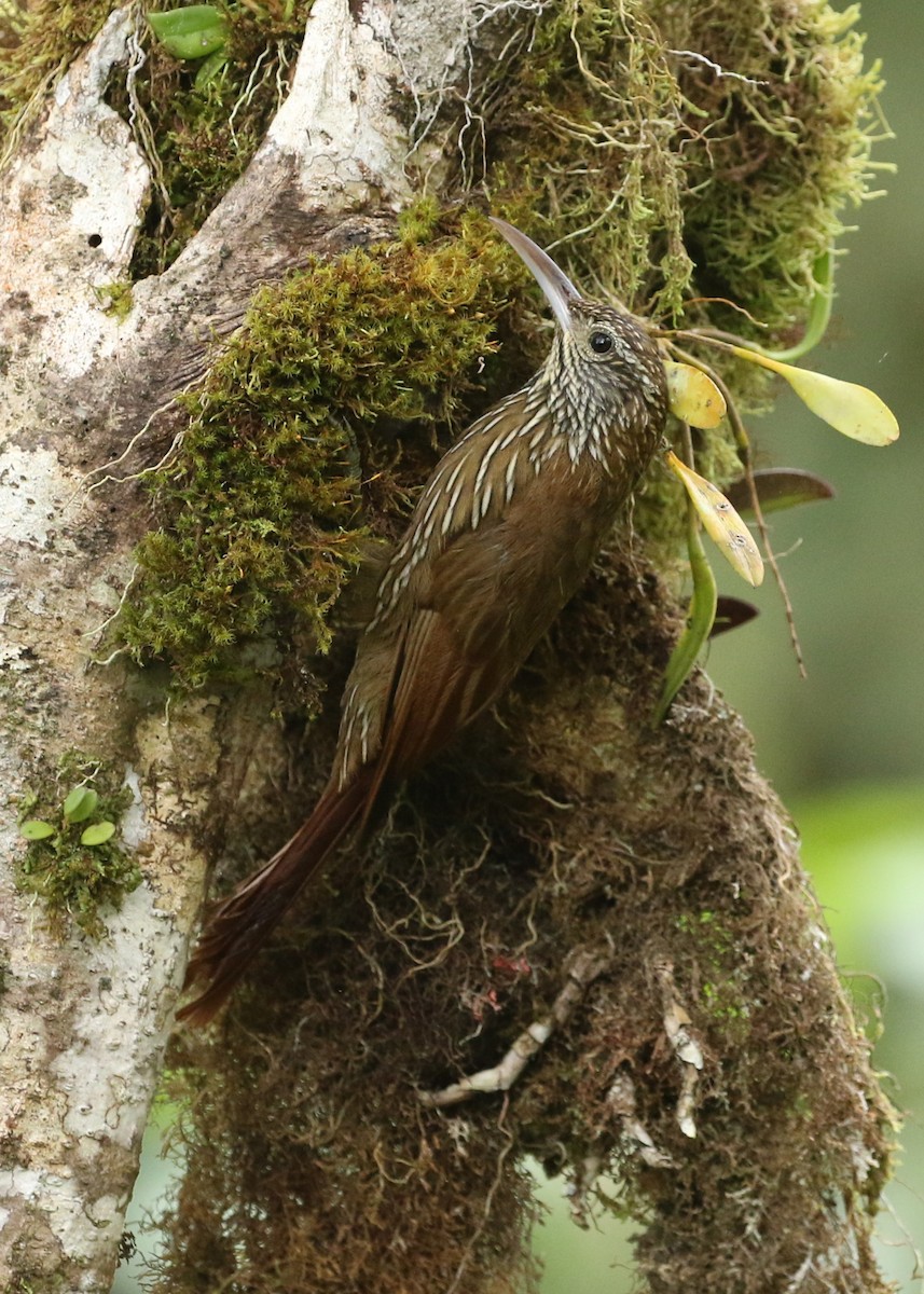 Montane Woodcreeper - ML641772427