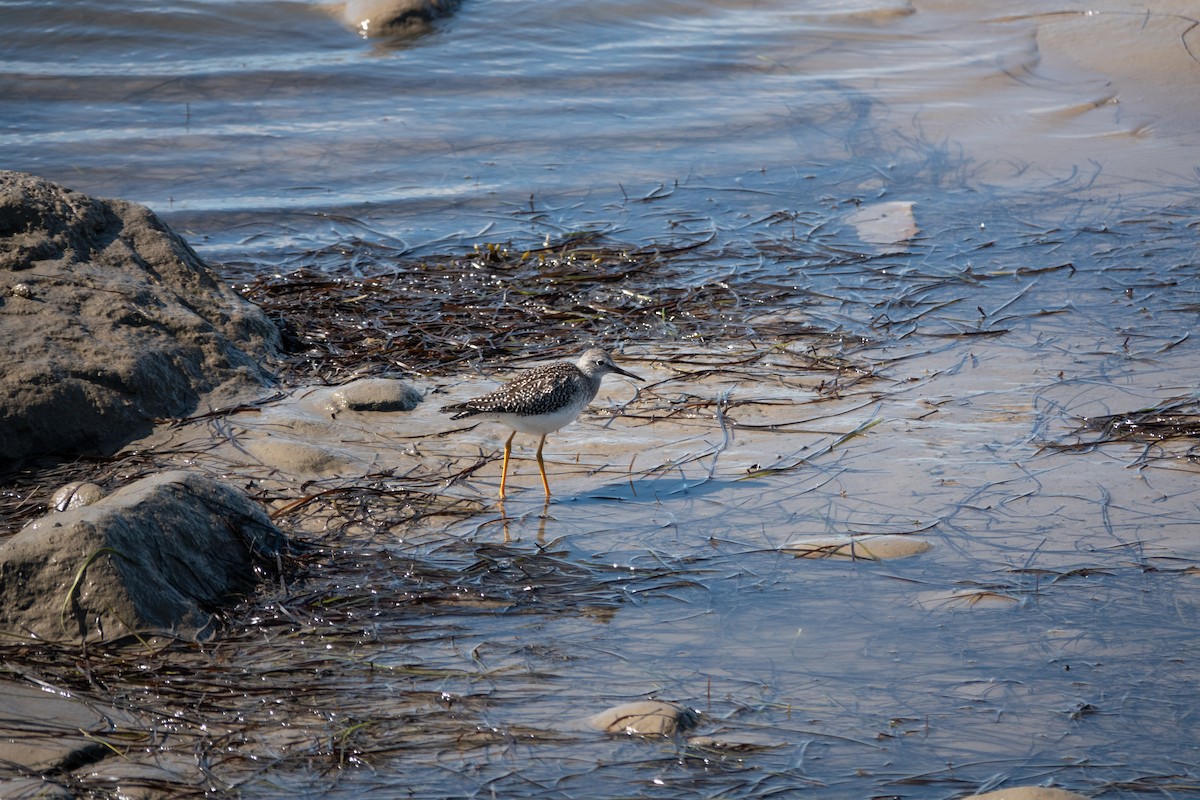 Lesser Yellowlegs - ML641772428
