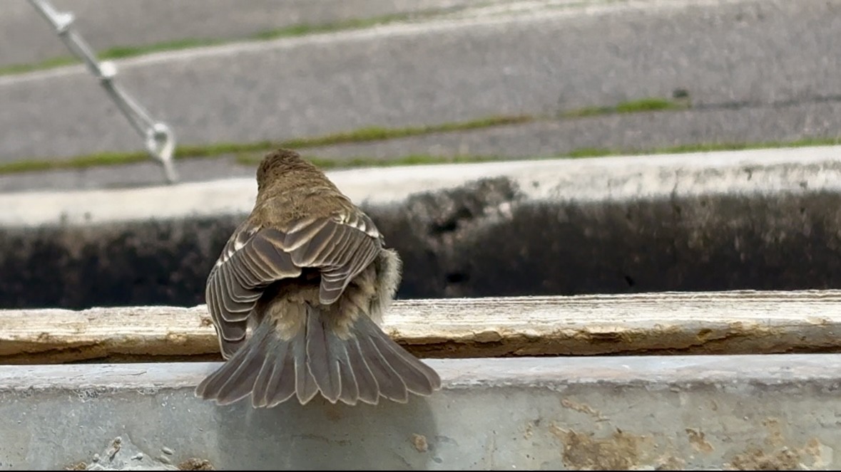 Lazuli Bunting - ML641772429