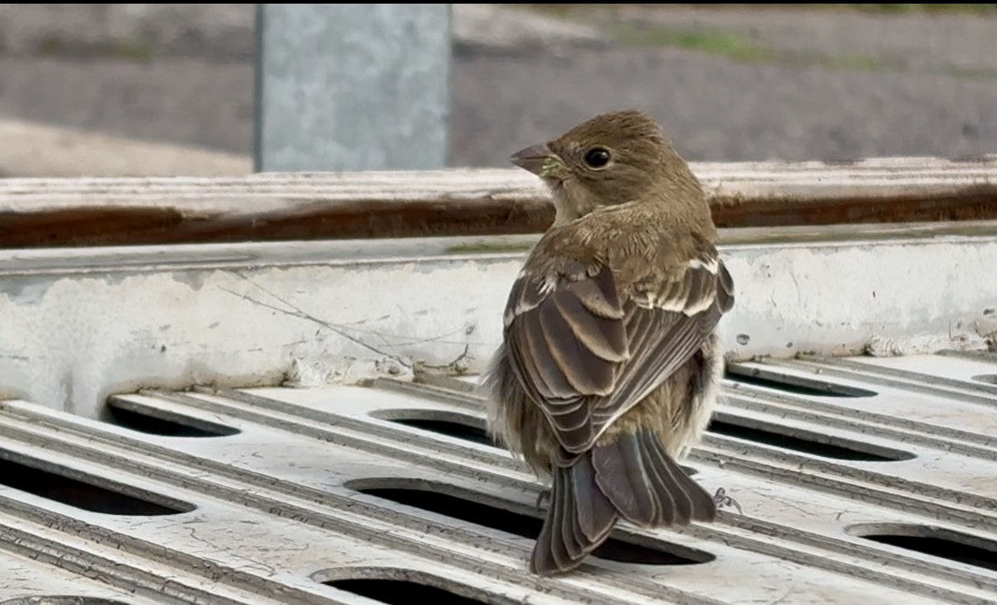 Lazuli Bunting - ML641772432