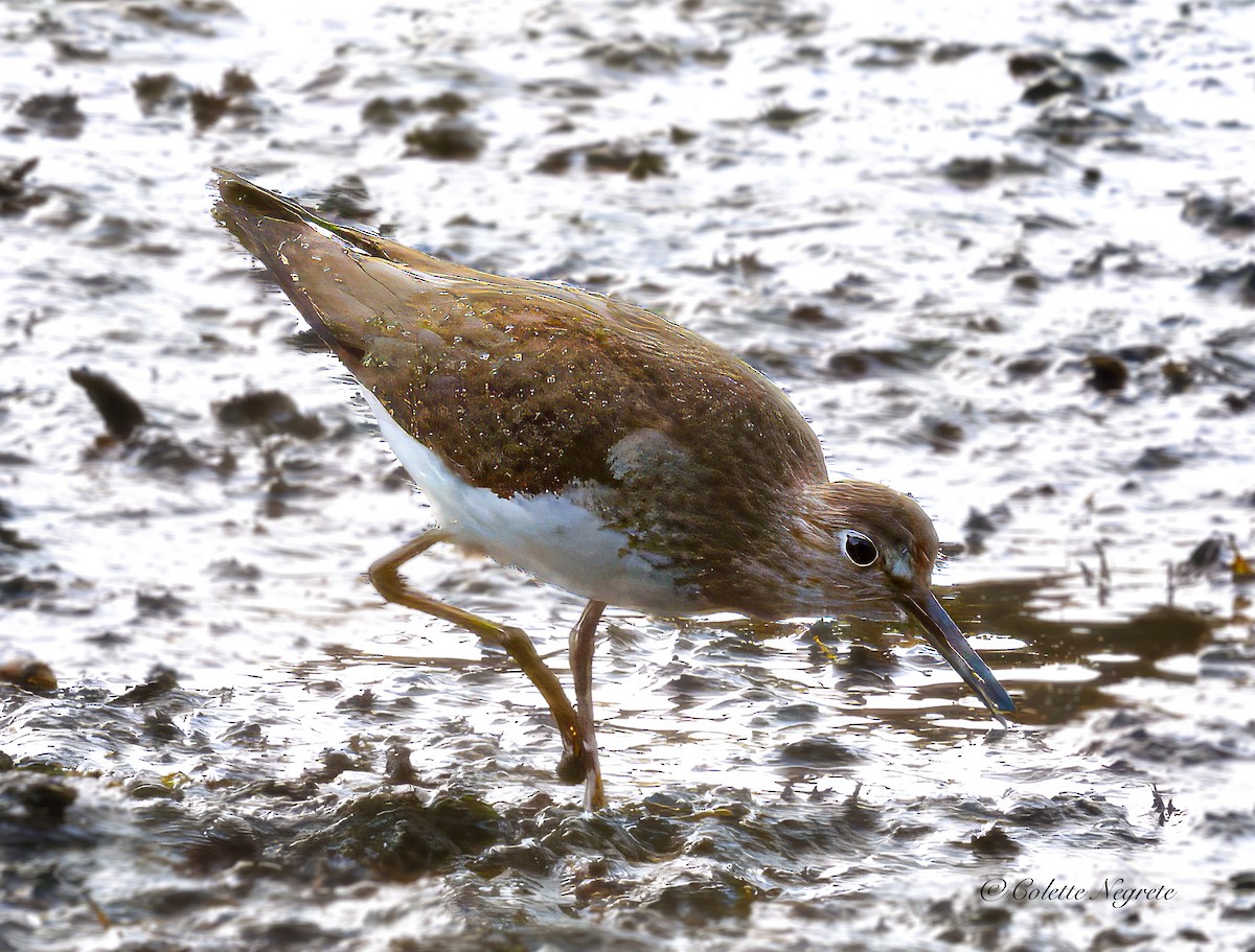 Solitary Sandpiper - ML641772459