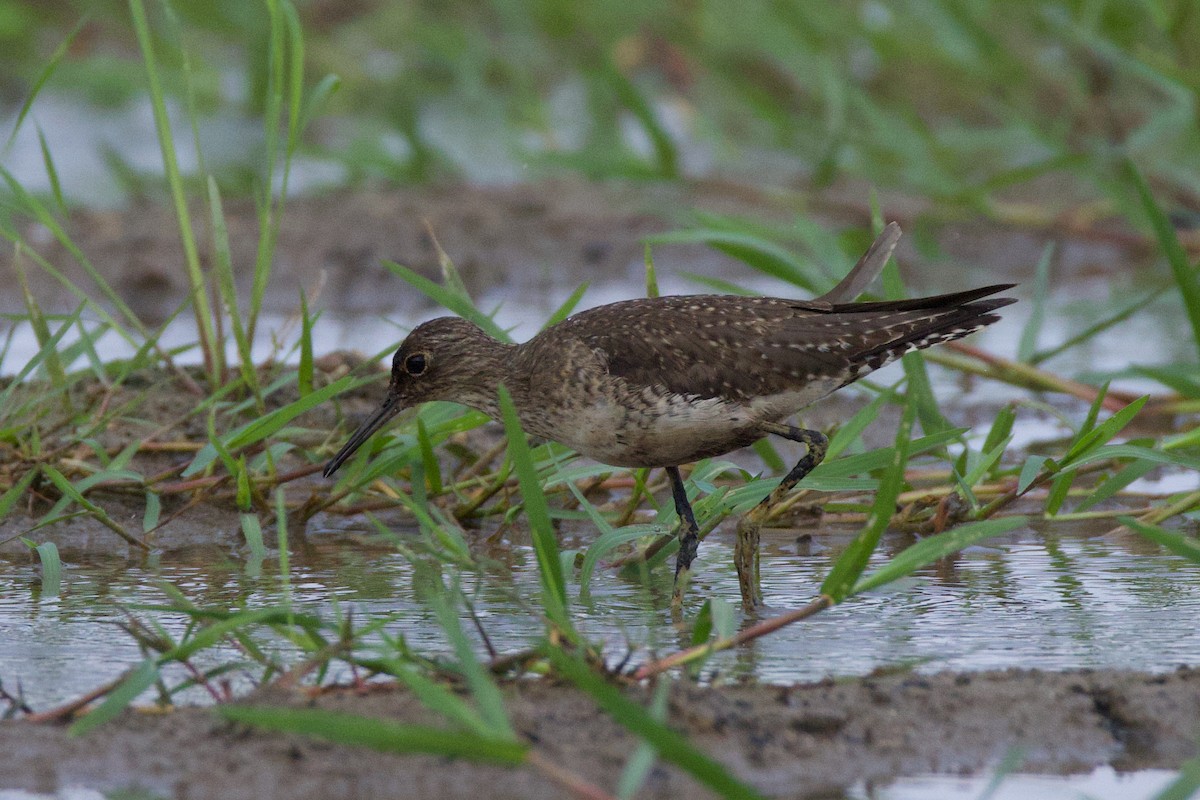 Solitary Sandpiper - ML641772467