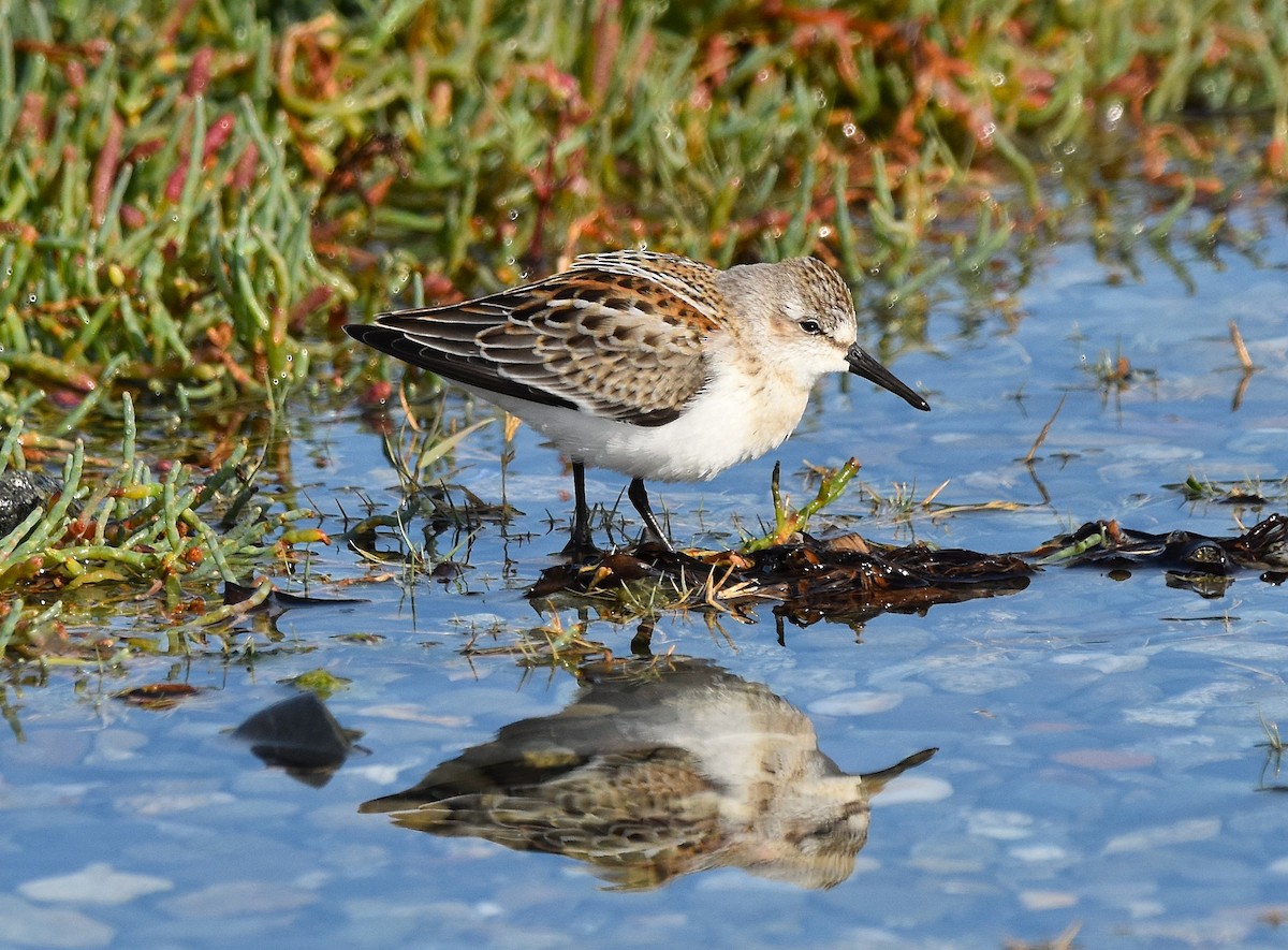Western Sandpiper - ML641772468