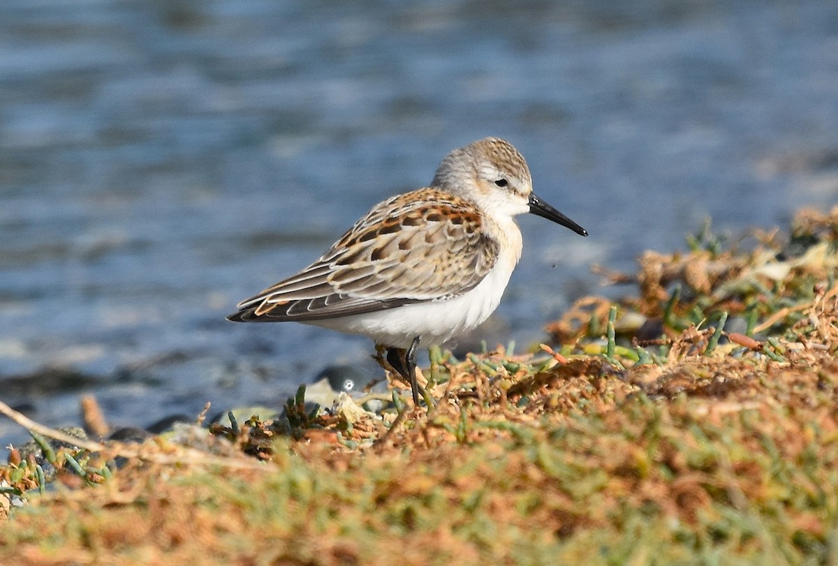 Western Sandpiper - ML641772469