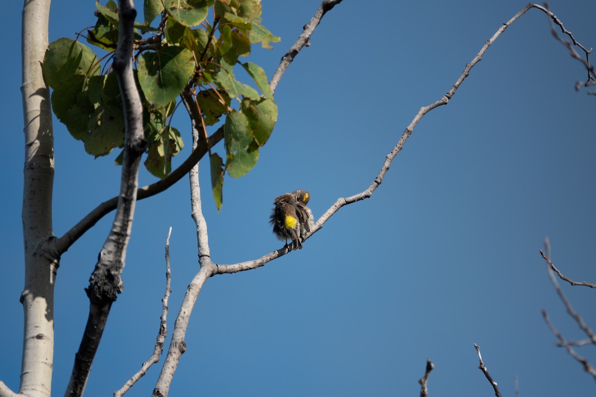 Yellow-rumped Warbler - ML641772471