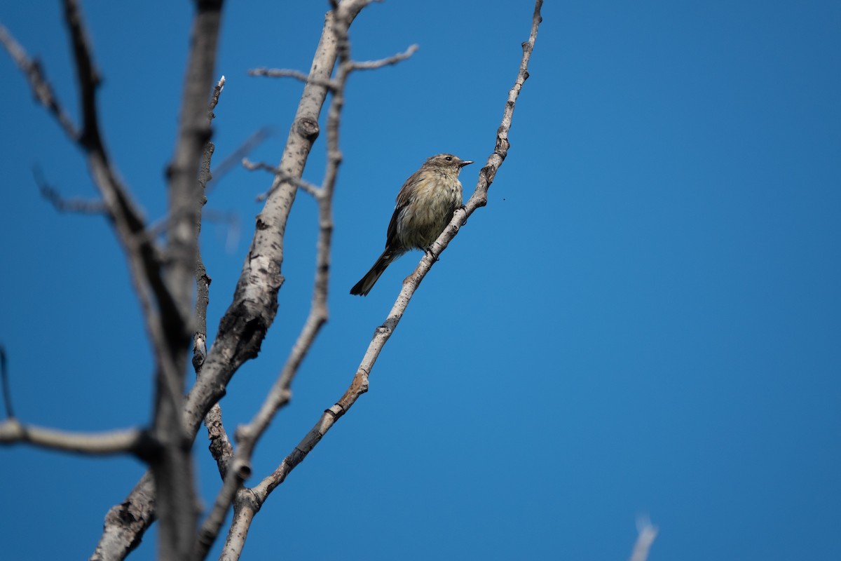 Yellow-rumped Warbler - ML641772472