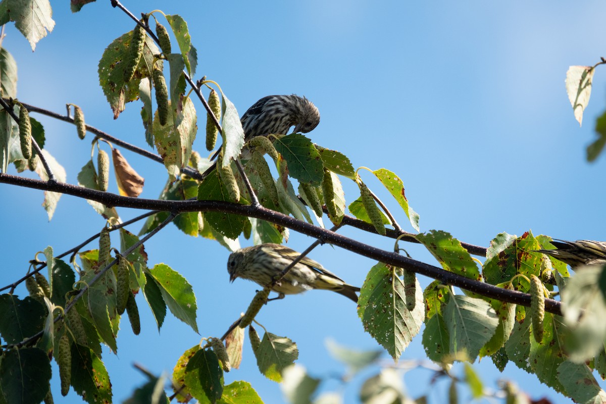 Pine Siskin - ML641772478