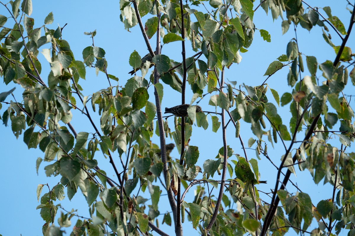 Pine Siskin - ML641772479