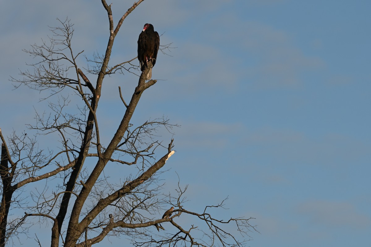 Turkey Vulture - ML641772496