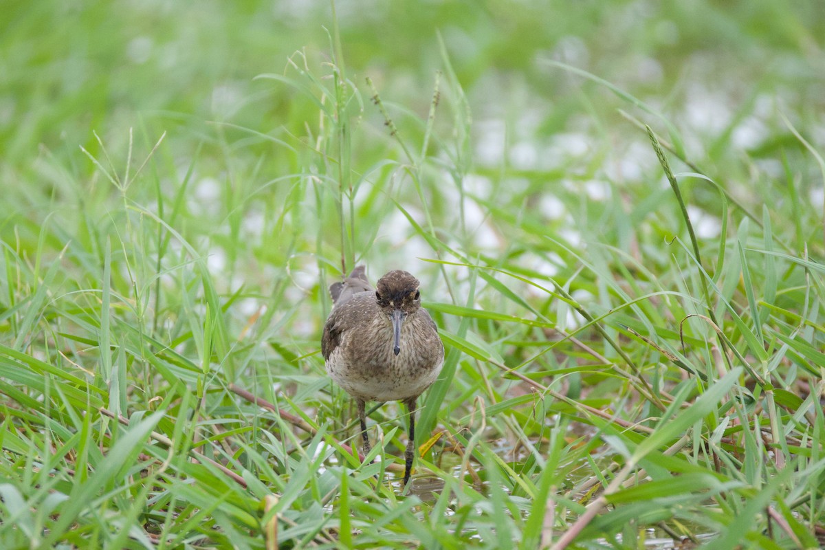 Solitary Sandpiper - ML641772500