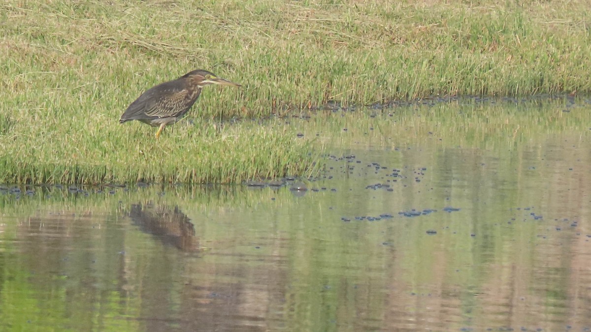 Green Heron - ML641772501