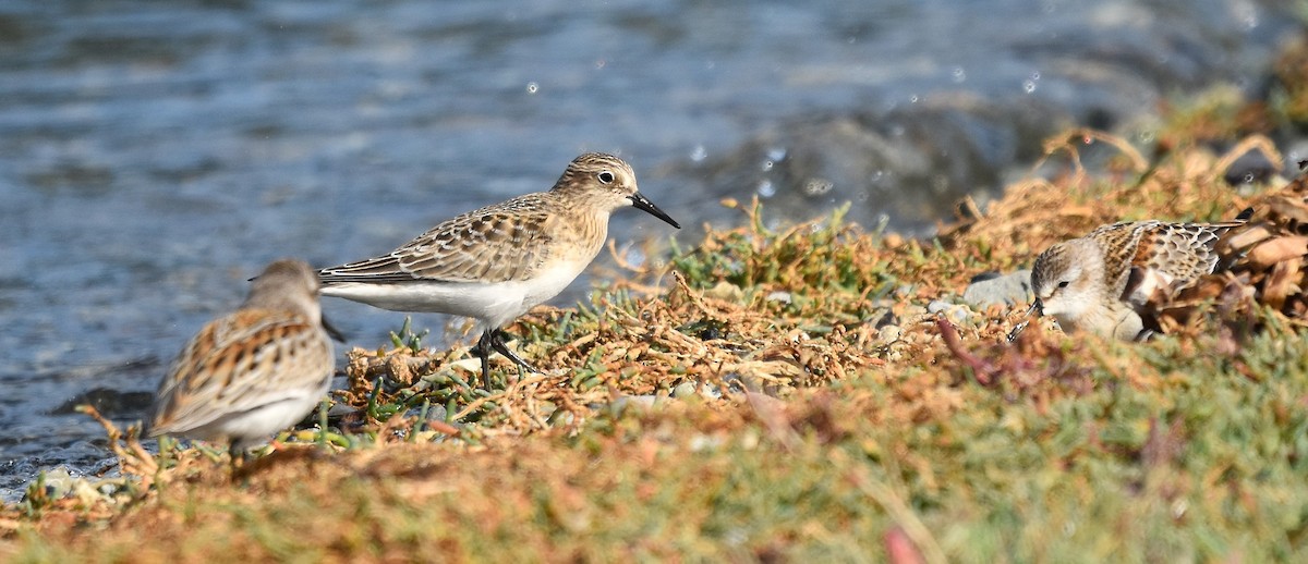 Baird's Sandpiper - ML641772502