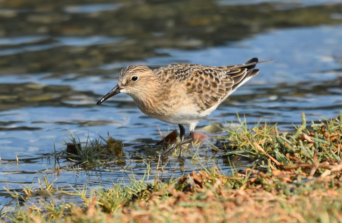 Baird's Sandpiper - ML641772503