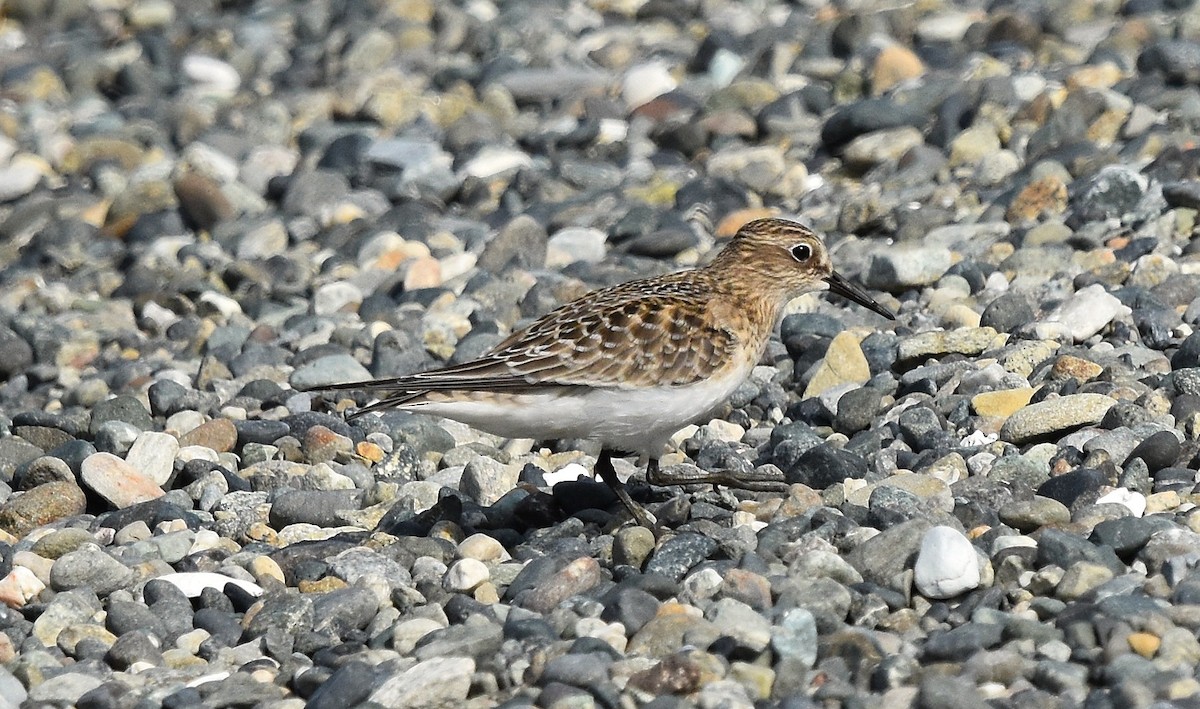 Baird's Sandpiper - ML641772504