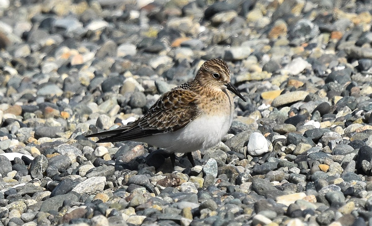 Baird's Sandpiper - ML641772505